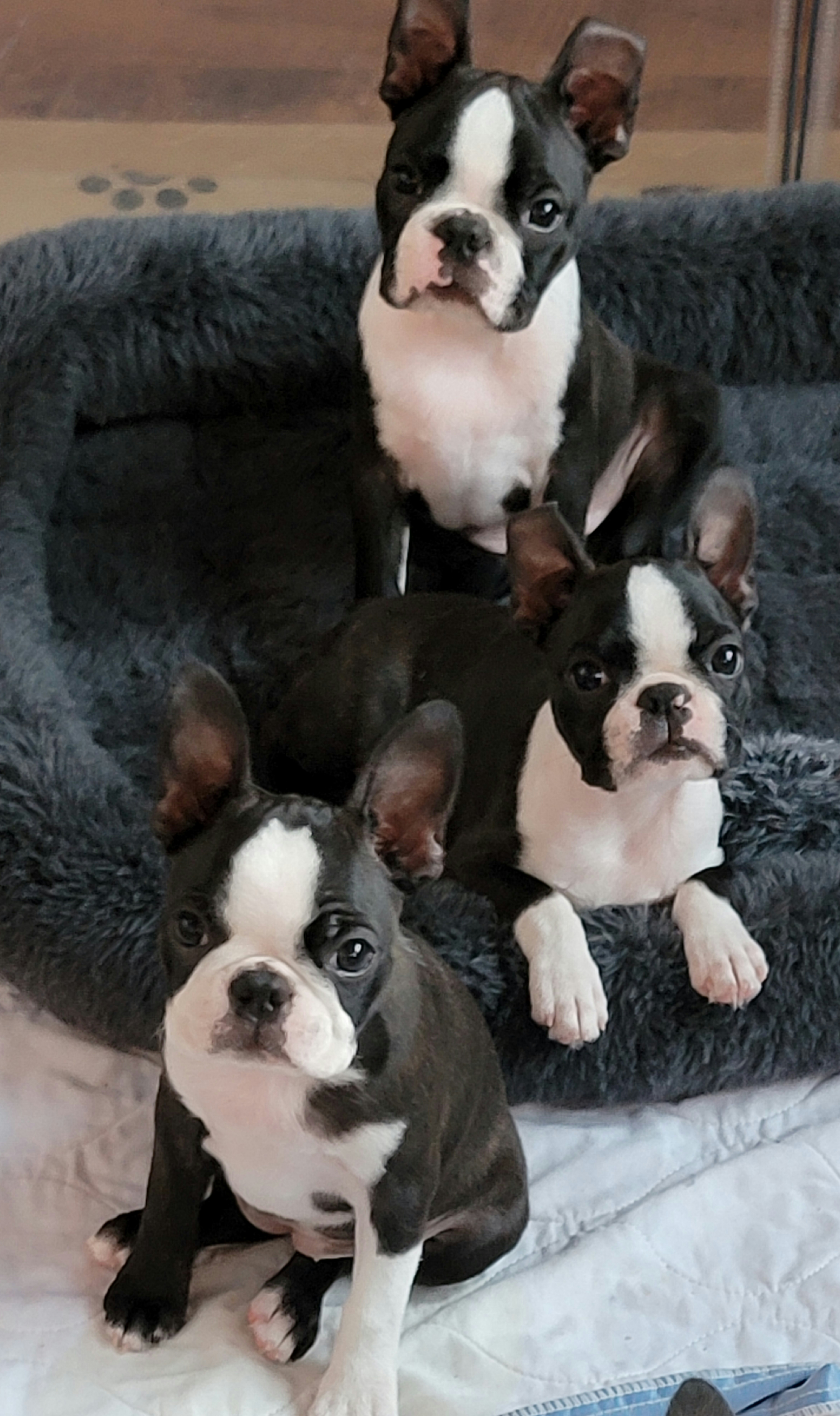 Boston Terrier Puppies from Tre Run Bostons