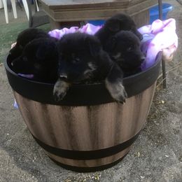 German Shepherd Puppies from War Cry German Shepherds