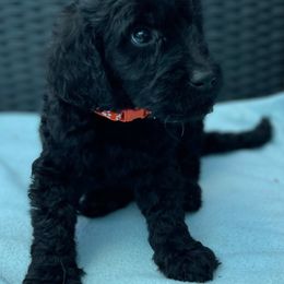Aussiedoodle and Goldendoodle Puppies from KJ Doodles