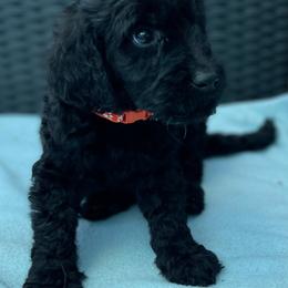 Aussiedoodle and Goldendoodle Puppies from KJ Doodles
