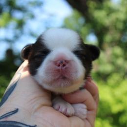 Mango - Sable and white male Shih Tzu puppy in Warren, Michigan from Danielle's Yorkie Babies