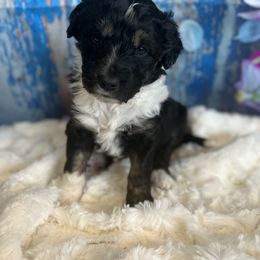 Aussiedoodle Puppies from Soap Creek Kennels