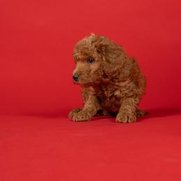 Michael - Red  male Goldendoodle puppy in Payson, Utah from Country Sky Doodles
