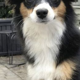 Aussiedoodles, Miniature Australian Shepherds, Poodles, and Toy Australian Shepherds from Blasted River Aussies and Poodles