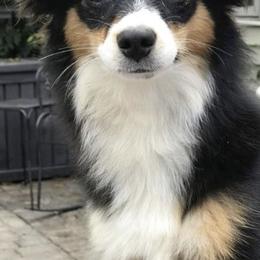 Aussiedoodles, Miniature Australian Shepherds, Poodles, and Toy Australian Shepherds from Blasted River Aussies and Poodles