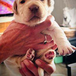 Riva - Yellow female Labrador Retriever puppy in Penn Valley, California from High Quality Labrador Retrievers and French Bulldogs