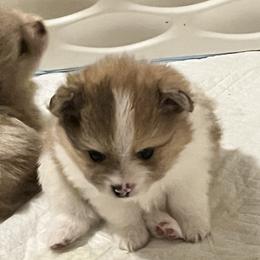 Boy 2 - Chocolate merle male Pomeranian puppy in Maplefalls, Washington from Snow peak poms