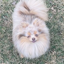 Java - Pomeranian