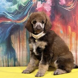Yellow - Sable female Poodle puppy in Houma, Louisiana from Smart Azz Poodles
