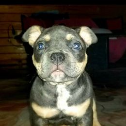 American Bullies from LA Bully Cartel