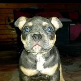 American Bullies from LA Bully Cartel