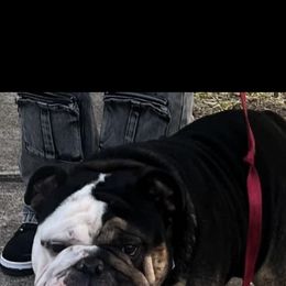 Bulldog All Grown Up from Lulu’s EB Babies