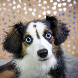BELLA - Toy Australian Shepherd