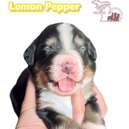 Lemon Pepper - Black rust and white female Bernese Mountain Dog puppy in Petersburg, Michigan from J & J Meadows