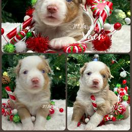 (3) Vixen, RMM - Red merle male Miniature American Shepherd puppy in Huntington, Texas from JKKJ Farms