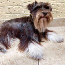 Bella - Miniature Schnauzer