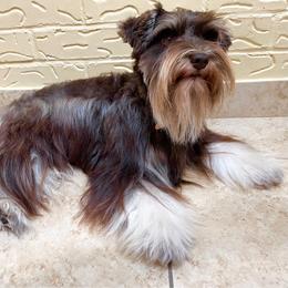 Bella - Miniature Schnauzer