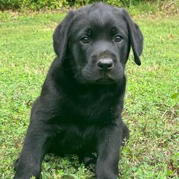 Black Male - Grey Collar - Ready for his Forever home - Black male Labrador Retriever puppy in Beaverdam, Virginia from Gold Heart Labradors