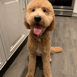 Double Doodle and Goldendoodle All Grown Up from De Luna Doodles