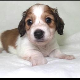 Carole - Piebald female Dachshund puppy in Texarkana, Texas from Lolo&CoDachshunds