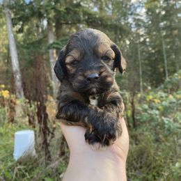 Cavapoo and Cockapoo Puppies from Heavenly puppies to love