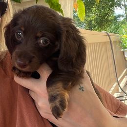 River - Chocolate and tan male Dachshund puppy in Senoia, Georgia from Honey Creek Doxies