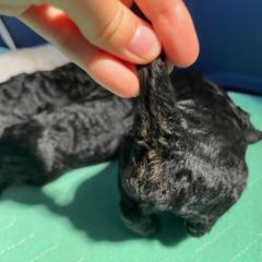 Poodle Puppies from Reuter Clan Poodles