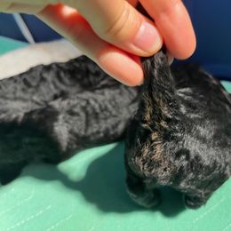 Poodle Puppies from Reuter Clan Poodles