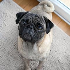 Winnie - Pug