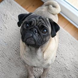 Winnie - Pug