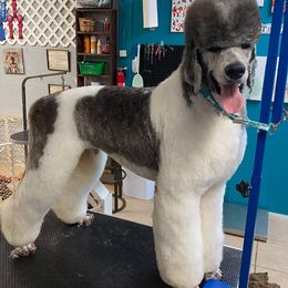 Poodles from Rhapsody Standard Poodles