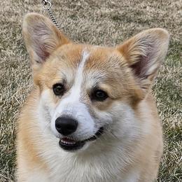 Oliver - Pembroke Welsh Corgi