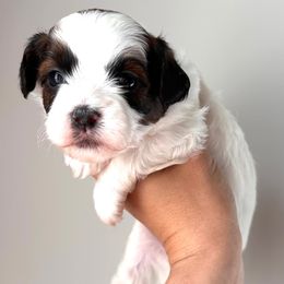 Pink Female - Black and white female Shihpoo puppy in Asheboro, North Carolina from Southern Bred Pups