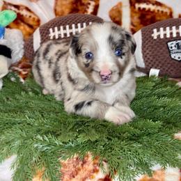Fluttershy - Blue merle female Australian Shepherd puppy in California from Eagle River Aussies