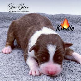 Kindle - Red tri-color female Australian Shepherd puppy in Greeneville, Tennessee from Storm Shine Australian Shepherds