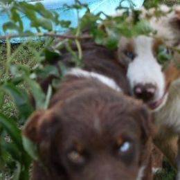 Mr Two - Red tri-color Australian Shepherd puppy in Muscatine, Iowa from Horten K-9 Wiggles