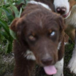 Mr Two - Red tri-color Australian Shepherd puppy in Muscatine, Iowa from Horten K-9 Wiggles
