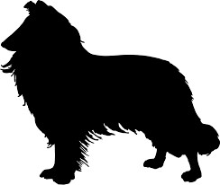 Collie Puppies from Americana Rough Collies