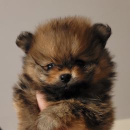 Pomeranian Puppies from Gypsy Poms