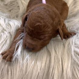 Poppy - Red  female Poodle puppy in Osyka, Mississippi from Southern Sunshine Standards