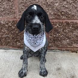 Girl 4 - Black and white female German Wirehaired Pointer puppy in Potosi, Wisconsin from Point and Flush Gun Dogs