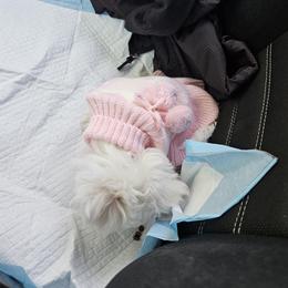 Maltese Puppies from Emotional Amor Support
