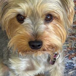 MaryLisa - Yorkshire Terrier