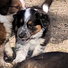 English Shepherd Puppies from ThreeDarkBays English Shepherds