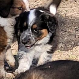English Shepherd Puppies from ThreeDarkBays English Shepherds
