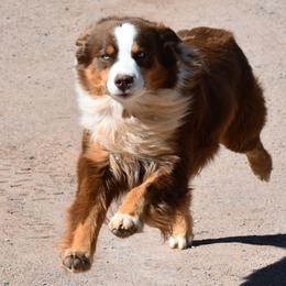 Redford - Australian Shepherd