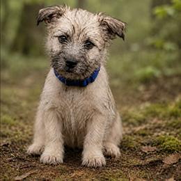 Wheaten Brindle - Wheaten brindle male Cairn Terrier puppy in Centerville, Texas from Cedar Forrest Terriers LLC (Cairns & Australian Terriers)