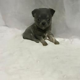 Jay - Blue male Chihuahua puppy in Royal Center, Indiana from Marvelous Chihuahuas