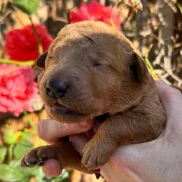 Raven -  Pink collar - Red  female Goldendoodle puppy in Puyallup, Washington from Dawnie’s Doodles