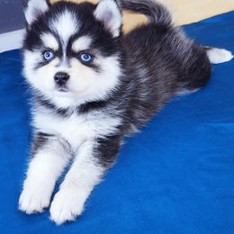 Pomsky Puppies from River Enz Pomskies